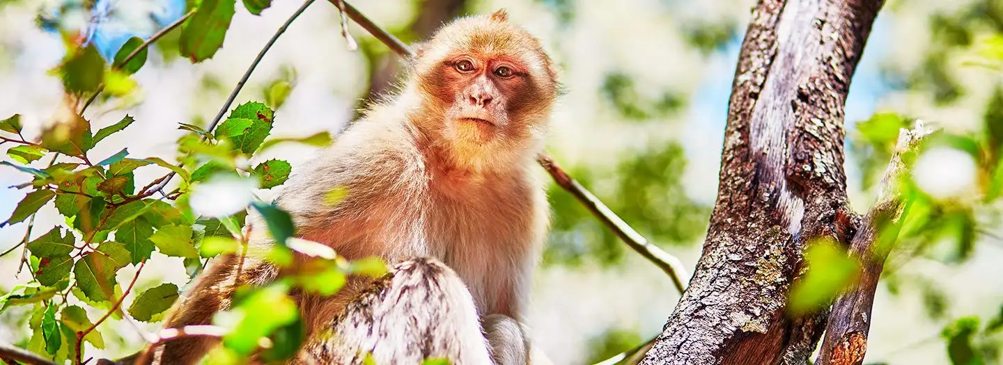 Azrou Morocco:  Where Cedar Forests Whisper Berber Secrets